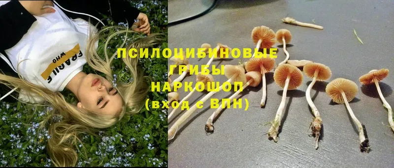 Галлюциногенные грибы Psilocybine cubensis Асбест